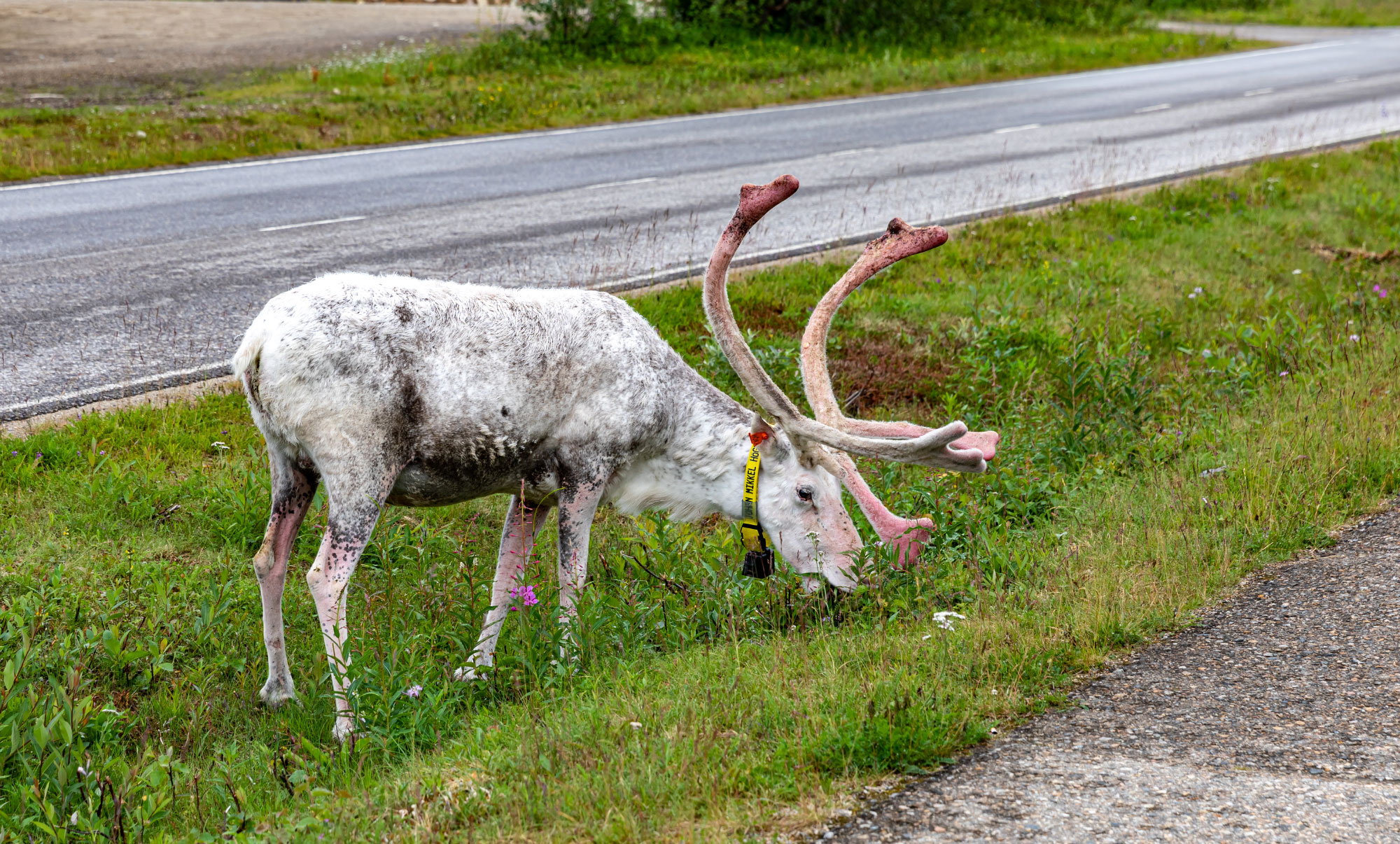 Utsjoki (Photo license: CC BY 2.0)